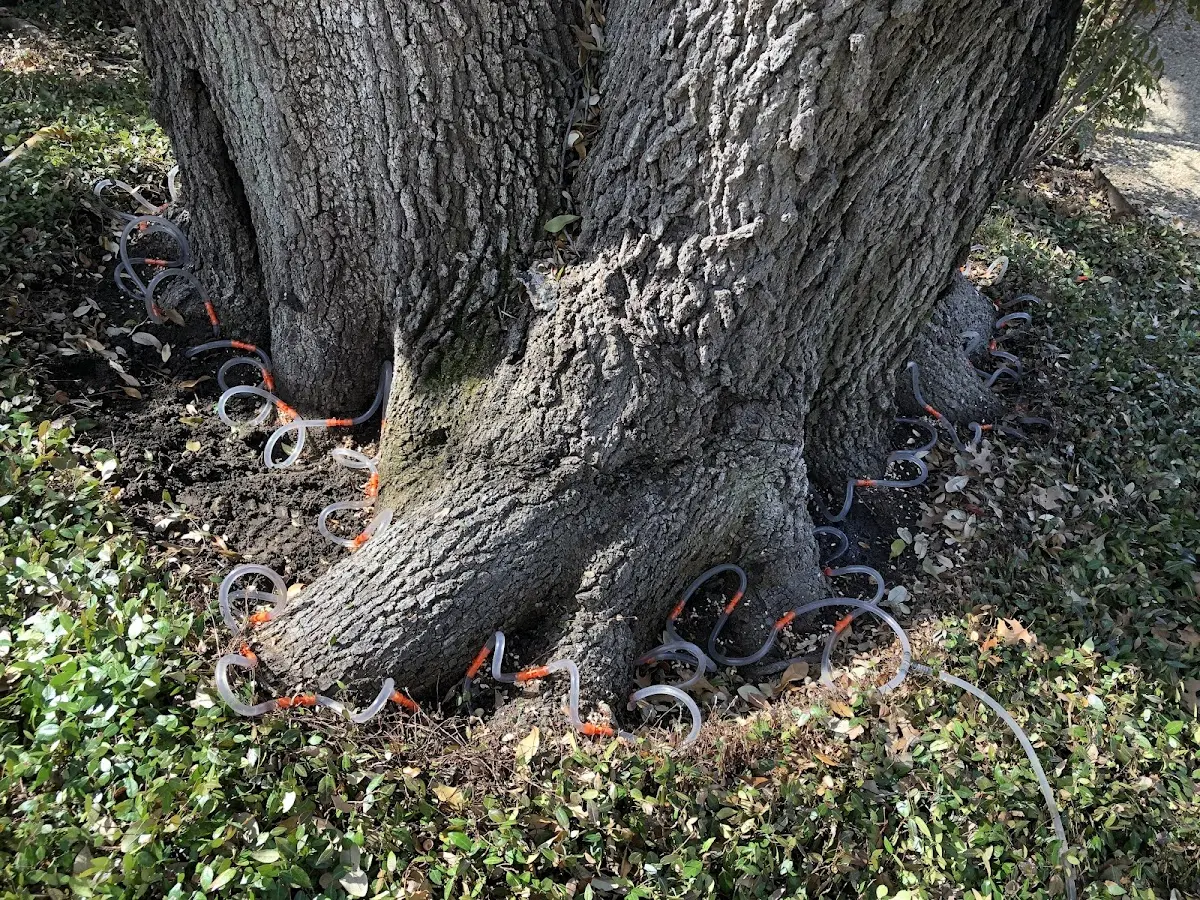 Detailed Tree Cabling and Bracing job site in Hales Corners