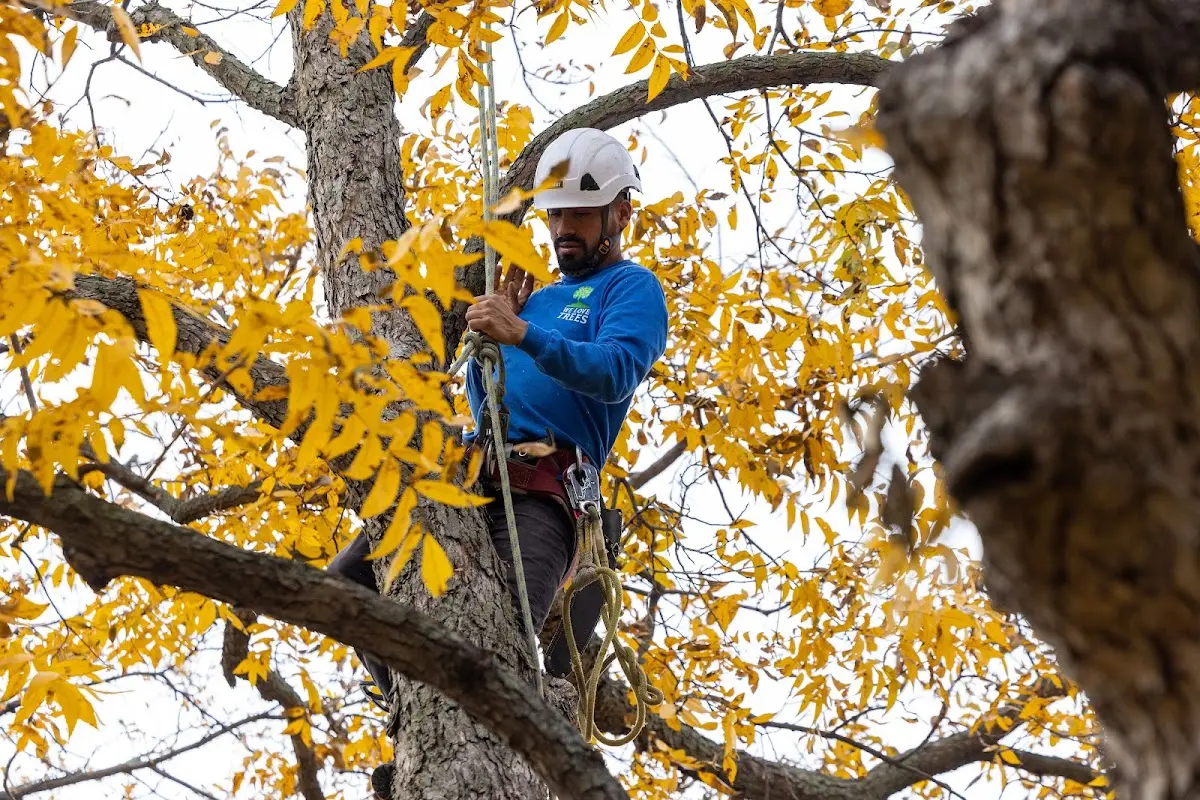 Skilled Storm Damage Cleanup crew working in Hales Corners