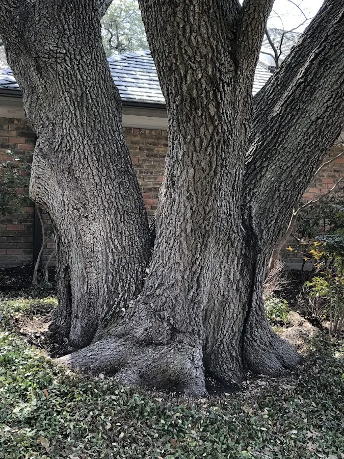 Mature heritage tree close to a Hales Corners property cared for by certified arborists
